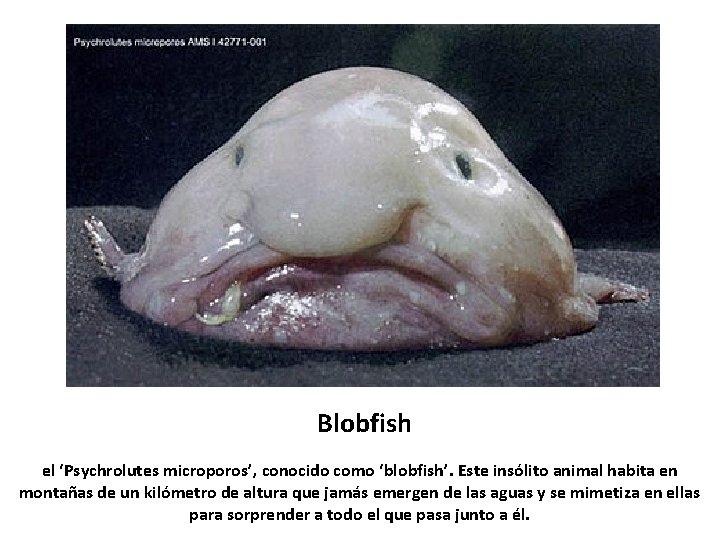 Blobfish el ‘Psychrolutes microporos’, conocido como ‘blobfish’. Este insólito animal habita en montañas de