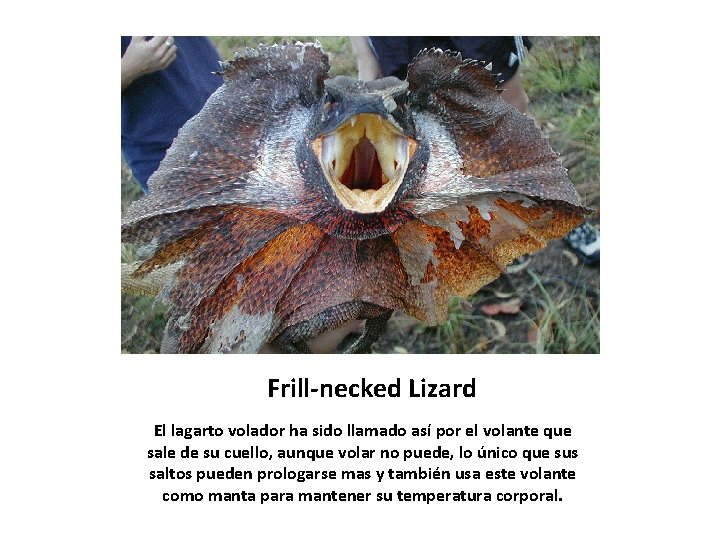 Frill-necked Lizard El lagarto volador ha sido llamado así por el volante que sale