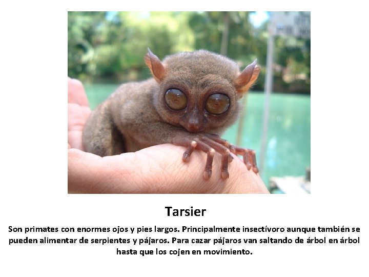 Tarsier Son primates con enormes ojos y pies largos. Principalmente insectívoro aunque también se