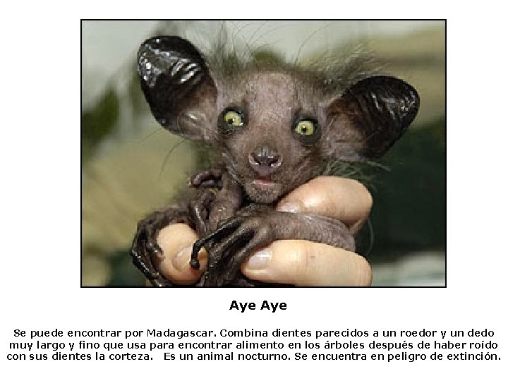 Aye Se puede encontrar por Madagascar. Combina dientes parecidos a un roedor y un