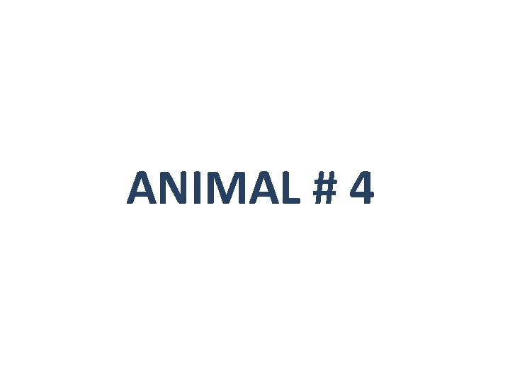 ANIMAL # 4 