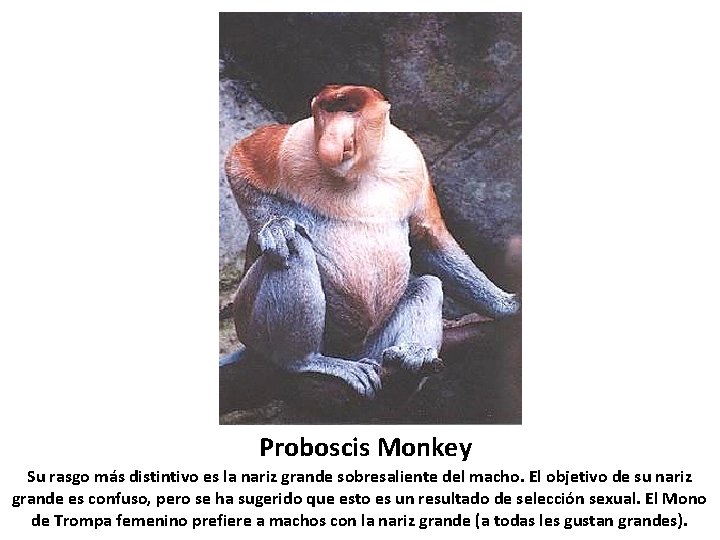 Proboscis Monkey Su rasgo más distintivo es la nariz grande sobresaliente del macho. El