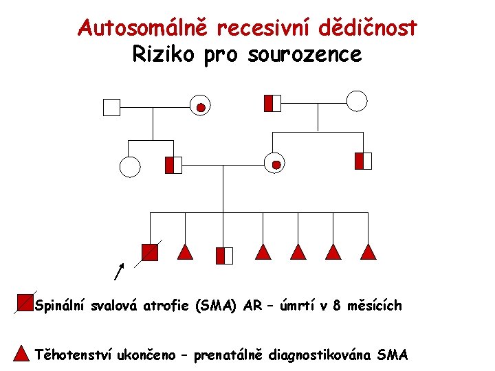 Autosomálně recesivní dědičnost Riziko pro sourozence Spinální svalová atrofie (SMA) AR – úmrtí v