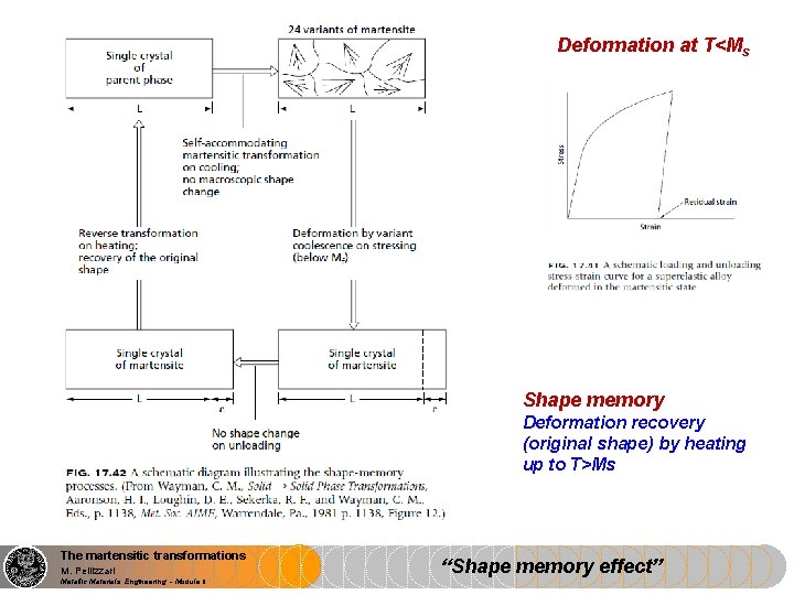 Deformation at T<Ms Shape memory Deformation recovery (original shape) by heating up to T>Ms