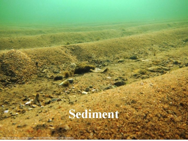 Sediment Sediment