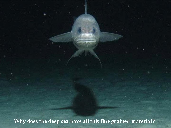 Why does the deep sea have all this fine grained material? Why does the deep sea have all this fine grained material?