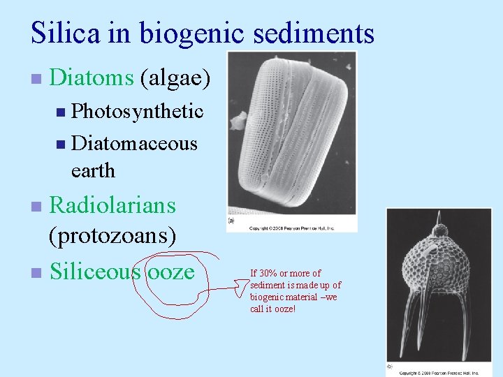 Silica in biogenic sediments n Diatoms (algae) Photosynthetic n Diatomaceous earth n Radiolarians (protozoans) Silica in biogenic sediments n Diatoms (algae) Photosynthetic n Diatomaceous earth n Radiolarians (protozoans)