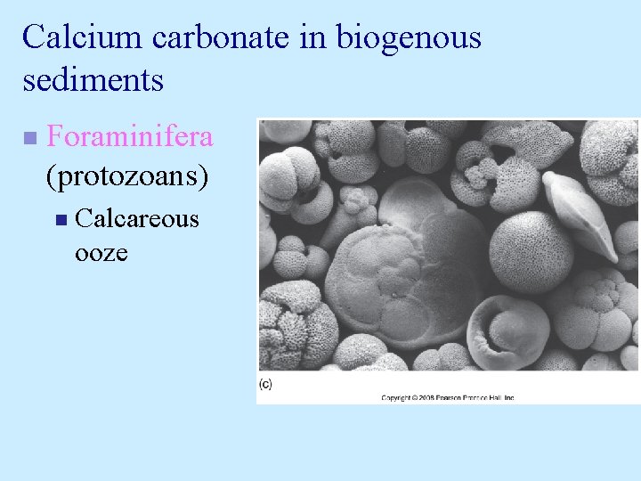 Calcium carbonate in biogenous sediments n Foraminifera (protozoans) n Calcareous ooze Calcium carbonate in biogenous sediments n Foraminifera (protozoans) n Calcareous ooze