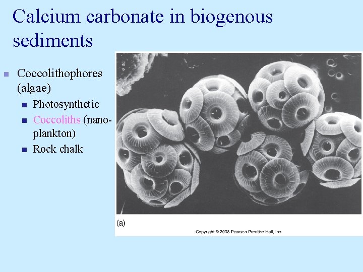 Calcium carbonate in biogenous sediments n Coccolithophores (algae) n n n Photosynthetic Coccoliths (nanoplankton) Calcium carbonate in biogenous sediments n Coccolithophores (algae) n n n Photosynthetic Coccoliths (nanoplankton)