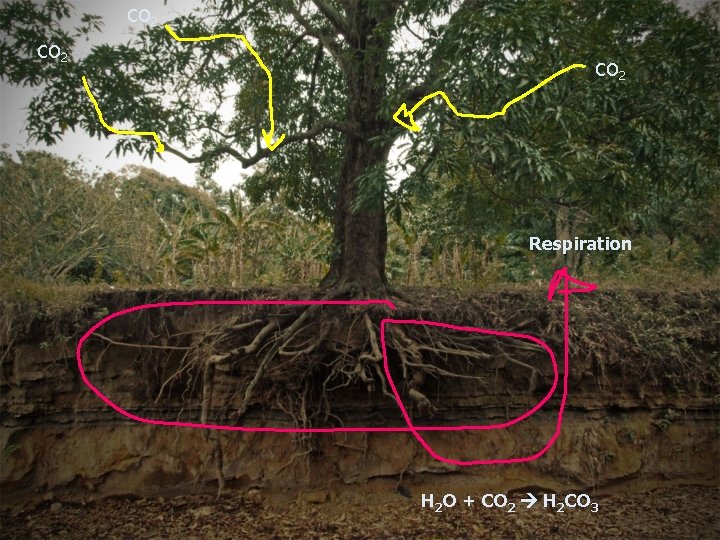 CO 2 Respiration H 2 O + CO 2 H 2 CO 3 CO 2 Respiration H 2 O + CO 2 H 2 CO 3