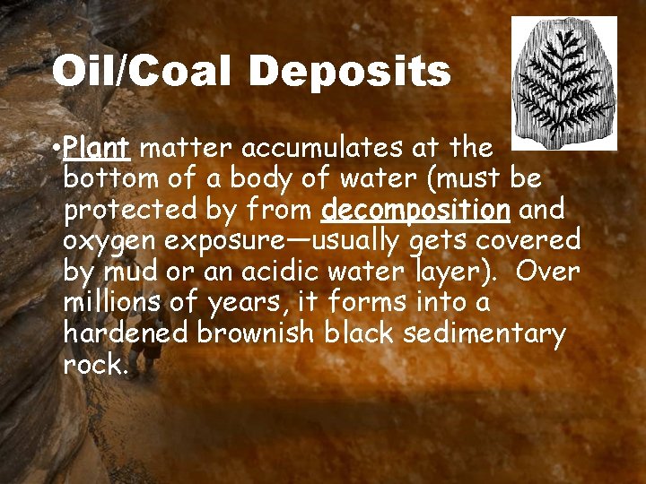 Oil/Coal Deposits • Plant matter accumulates at the bottom of a body of water