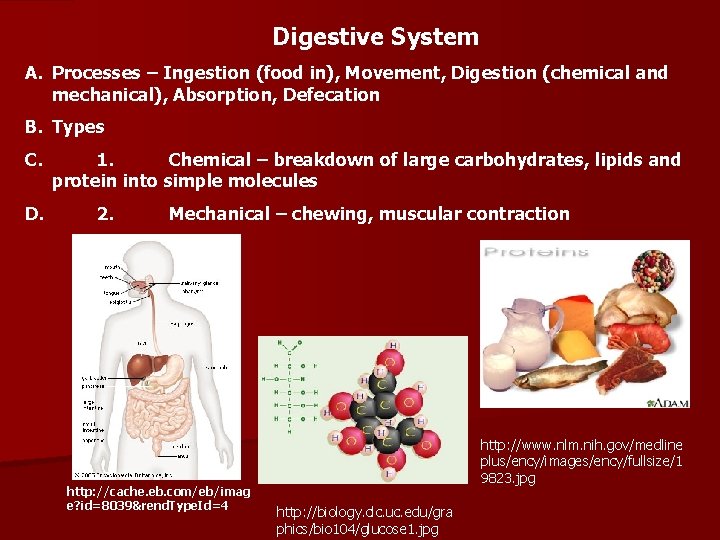 Digestive System A. Processes – Ingestion (food in), Movement, Digestion (chemical and mechanical), Absorption,