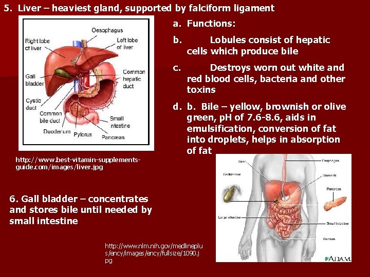 5. Liver – heaviest gland, supported by falciform ligament a. Functions: http: //www. best-vitamin-supplementsguide.