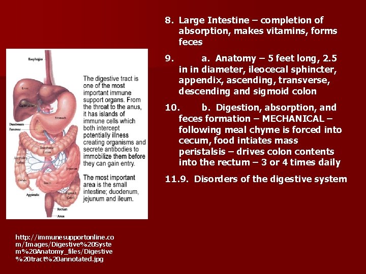 8. Large Intestine – completion of absorption, makes vitamins, forms feces 9. a. Anatomy