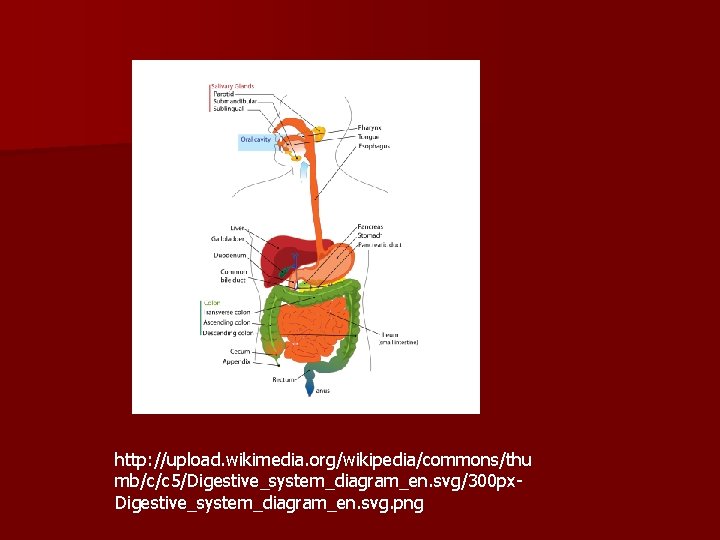 http: //upload. wikimedia. org/wikipedia/commons/thu mb/c/c 5/Digestive_system_diagram_en. svg/300 px. Digestive_system_diagram_en. svg. png 