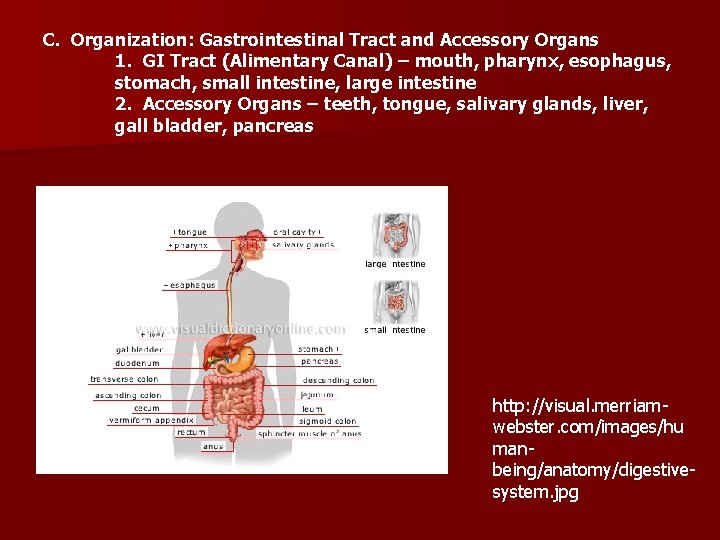 C. Organization: Gastrointestinal Tract and Accessory Organs 1. GI Tract (Alimentary Canal) – mouth,