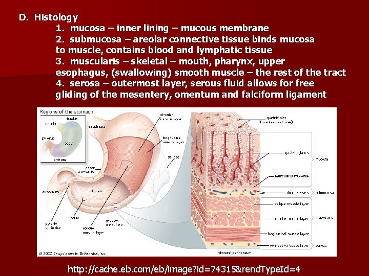 D. Histology 1. mucosa – inner lining – mucous membrane 2. submucosa – areolar