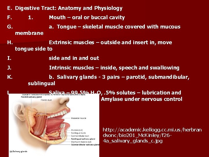 E. Digestive Tract: Anatomy and Physiology F. G. H. 1. membrane Mouth – oral