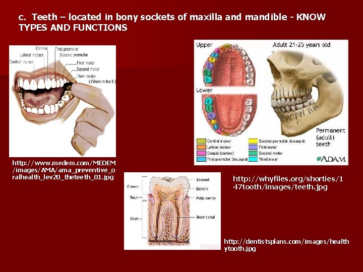 c. Teeth – located in bony sockets of maxilla and mandible - KNOW TYPES