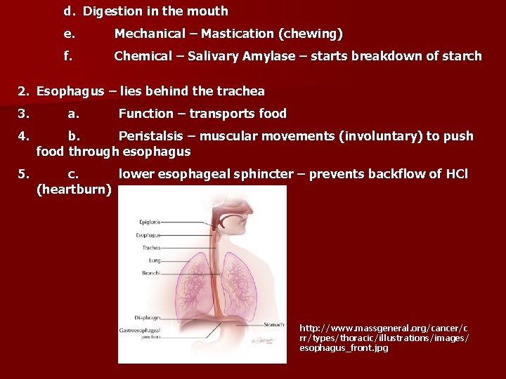 d. Digestion in the mouth e. Mechanical – Mastication (chewing) f. Chemical – Salivary