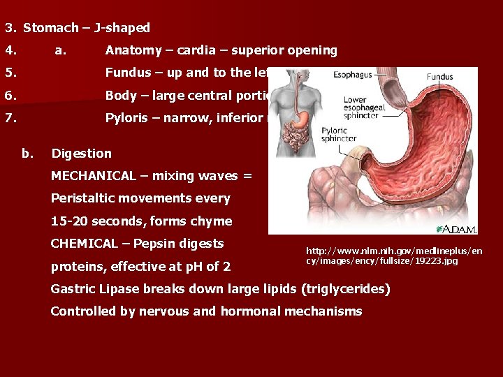 3. Stomach – J-shaped 4. a. Anatomy – cardia – superior opening 5. Fundus