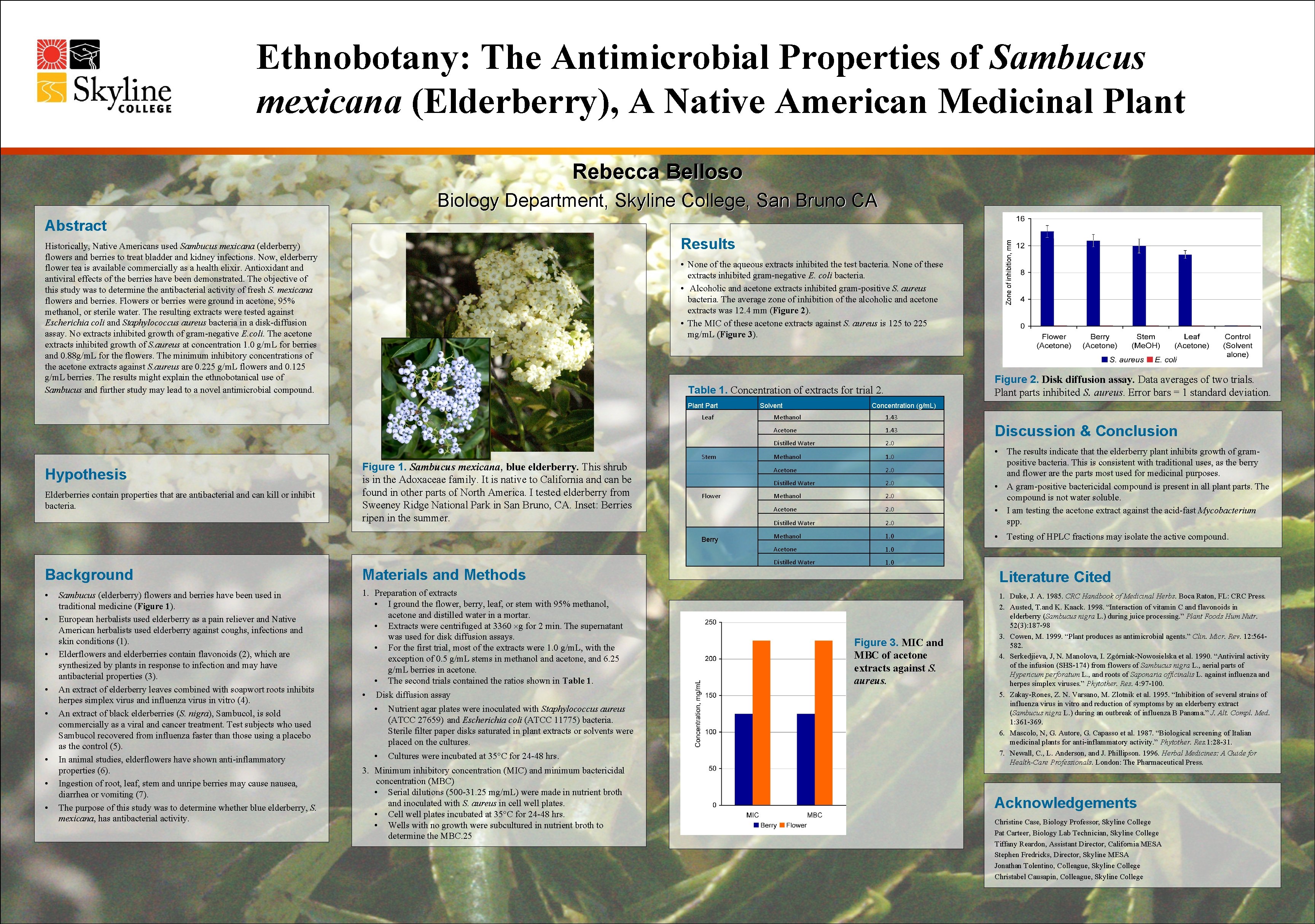 Ethnobotany: The Antimicrobial Properties of Sambucus mexicana (Elderberry), A Native American Medicinal Plant Rebecca