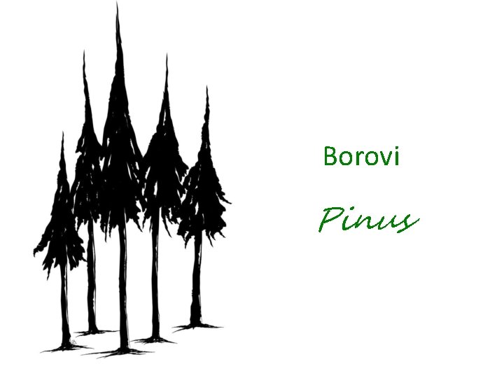 Borovi Pinus 