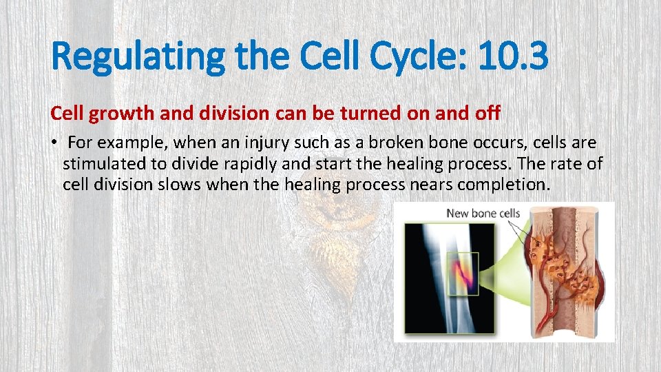 Regulating the Cell Cycle: 10. 3 Cell growth and division can be turned on