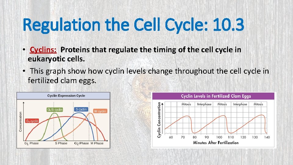 Regulation the Cell Cycle: 10. 3 • Cyclins: Proteins that regulate the timing of