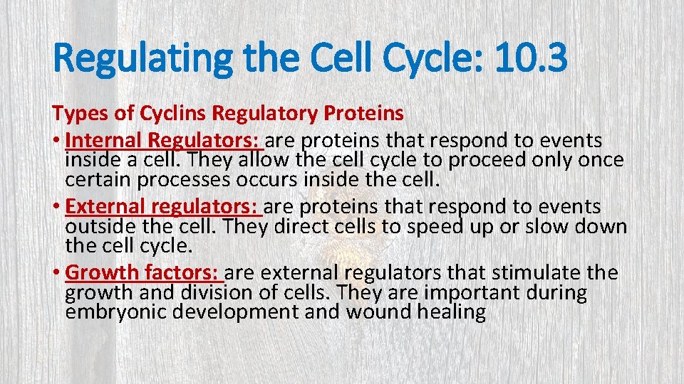 Regulating the Cell Cycle: 10. 3 Types of Cyclins Regulatory Proteins • Internal Regulators: