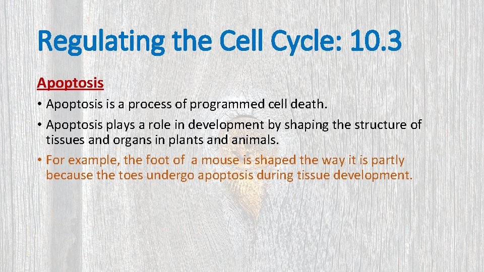 Regulating the Cell Cycle: 10. 3 Apoptosis • Apoptosis is a process of programmed