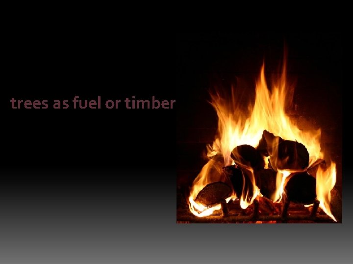 trees as fuel or timber 