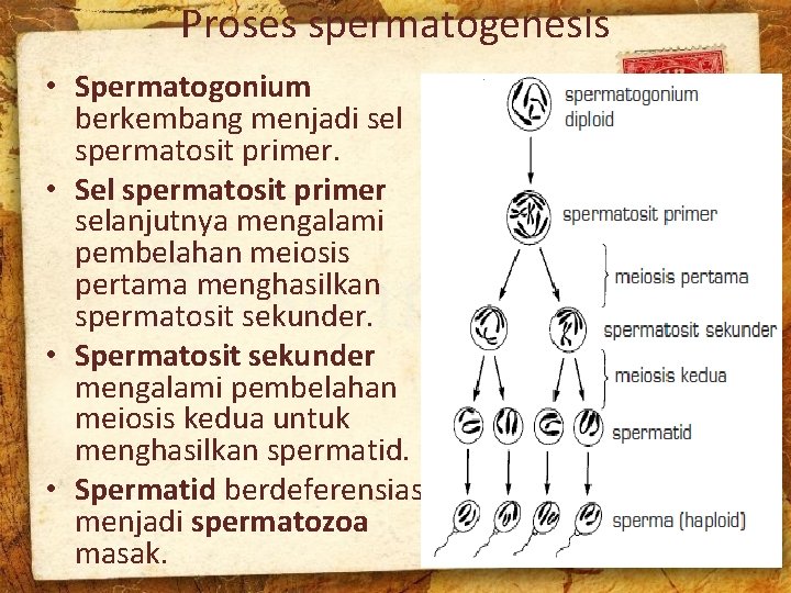 Proses spermatogenesis • Spermatogonium berkembang menjadi sel spermatosit primer. • Sel spermatosit primer selanjutnya