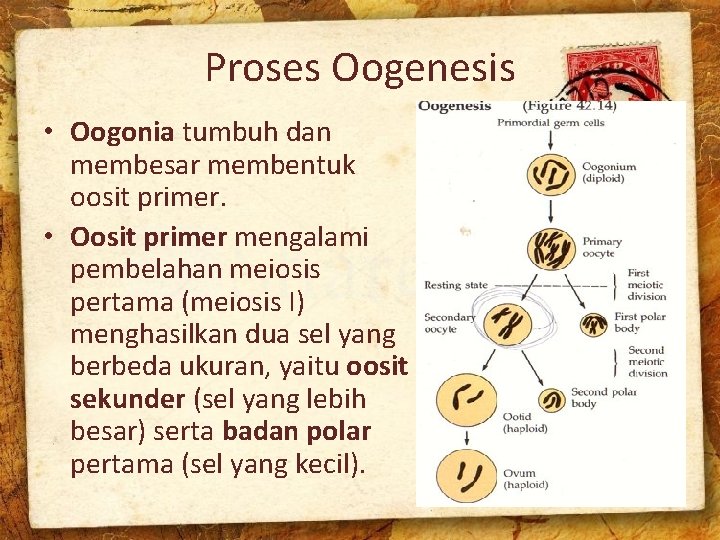 Proses Oogenesis • Oogonia tumbuh dan membesar membentuk oosit primer. • Oosit primer mengalami