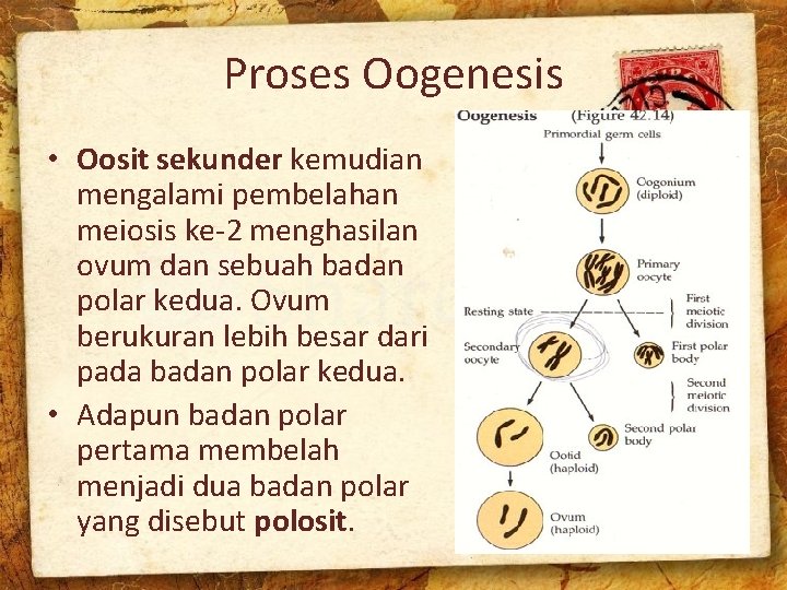 Proses Oogenesis • Oosit sekunder kemudian mengalami pembelahan meiosis ke-2 menghasilan ovum dan sebuah