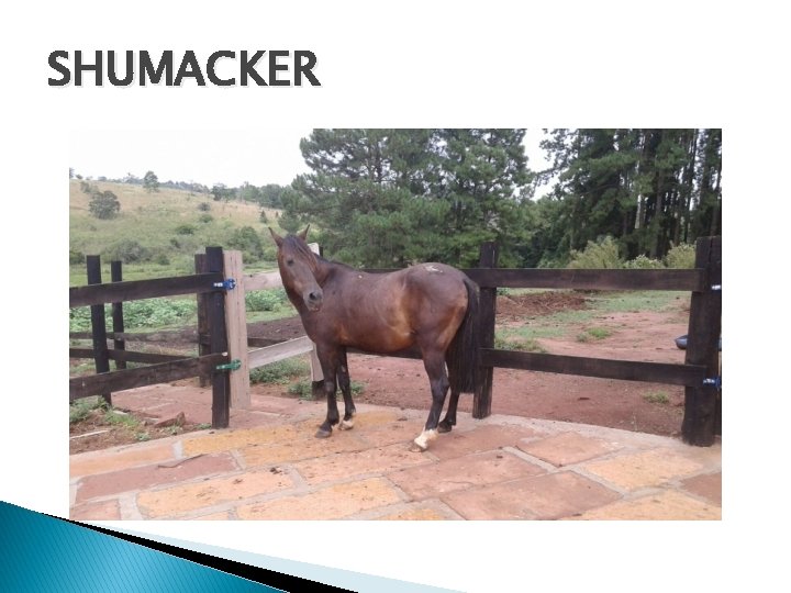 SHUMACKER 