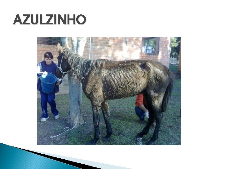 AZULZINHO 