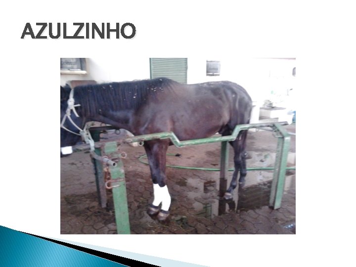 AZULZINHO 