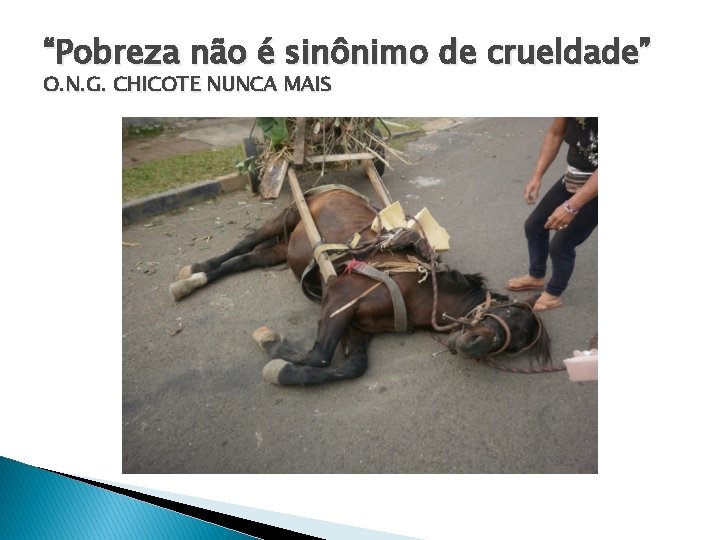 “Pobreza não é sinônimo de crueldade” O. N. G. CHICOTE NUNCA MAIS 