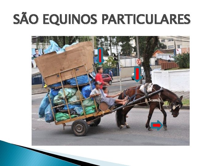 SÃO EQUINOS PARTICULARES 