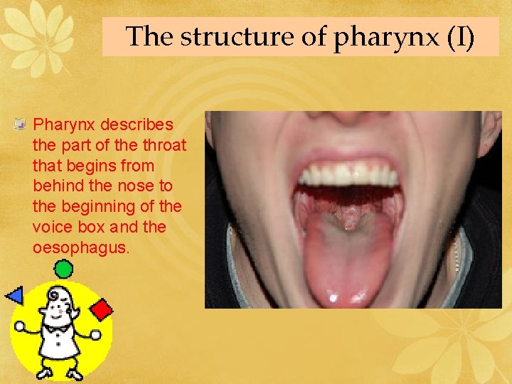 The structure of pharynx (I) Pharynx describes the part of the throat that begins