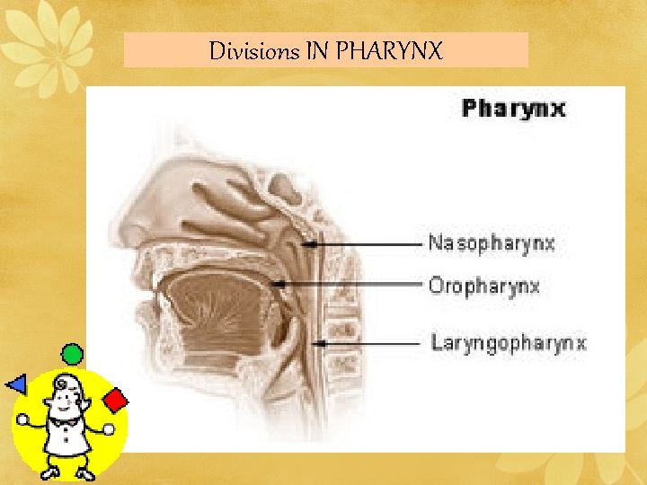 Divisions IN PHARYNX 