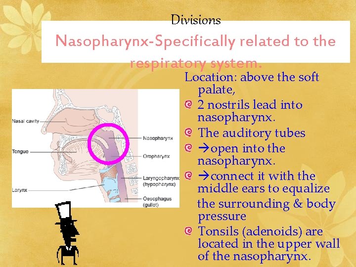 Divisions Nasopharynx-Specifically related to the respiratory system. Location: above the soft palate, 2 nostrils Divisions Nasopharynx-Specifically related to the respiratory system. Location: above the soft palate, 2 nostrils