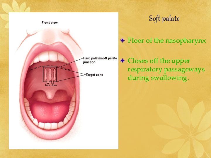 Soft palate Floor of the nasopharynx Closes off the upper respiratory passageways during swallowing.