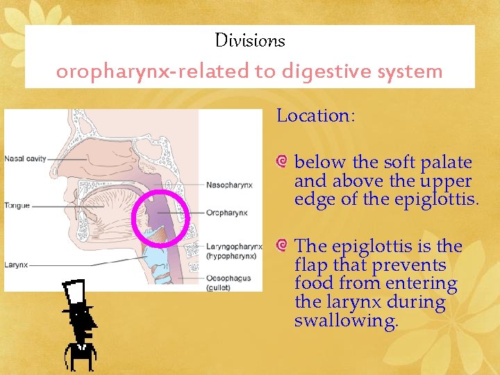 Divisions oropharynx-related to digestive system Location: below the soft palate and above the upper