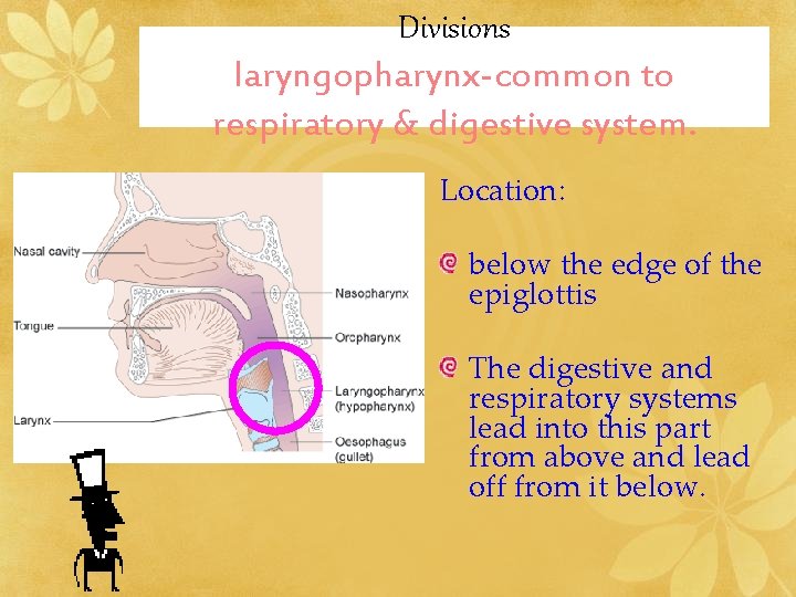 Divisions laryngopharynx-common to respiratory & digestive system. Location: below the edge of the epiglottis