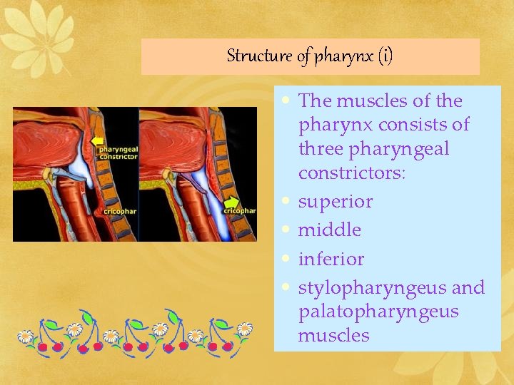 Structure of pharynx (i) • The muscles of the pharynx consists of three pharyngeal