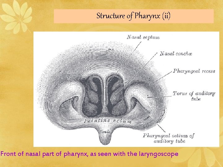 Structure of Pharynx (ii) Front of nasal part of pharynx, as seen with the