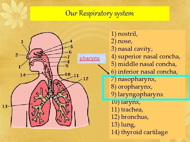 Our Respiratory system pharynx 1) nostril, 2) nose, 3) nasal cavity, 4) superior nasal