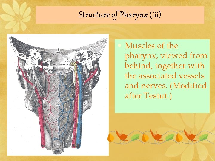 Structure of Pharynx (iii) • Muscles of the pharynx, viewed from behind, together with